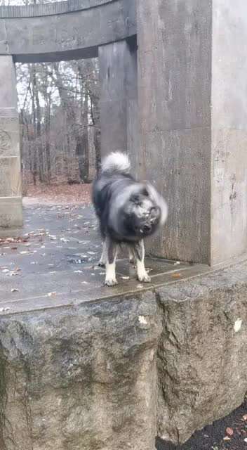 Eurasier hier?-Beitrag-Bild