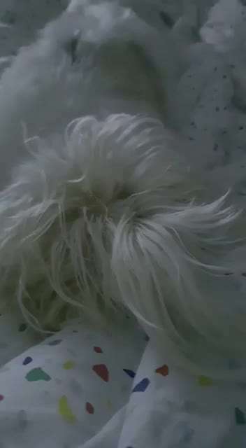 Fotosammlung: ,,Der natürliche Hund" Unbearbeitet, ungestellt und in Natura-Beitrag-Bild