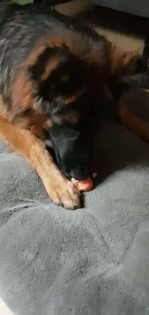 Bild wo euer Hund quatsch macht-Beitrag-Bild