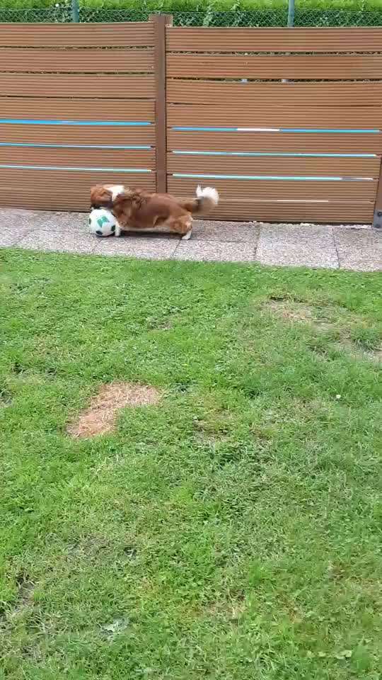 Die Dogorama Wochen Challenge-Beitrag-Bild