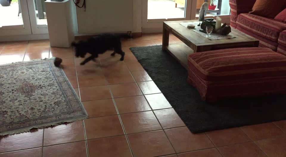 Zeigt hier Euer liebstes Video Eurer Hunde-Beitrag-Bild