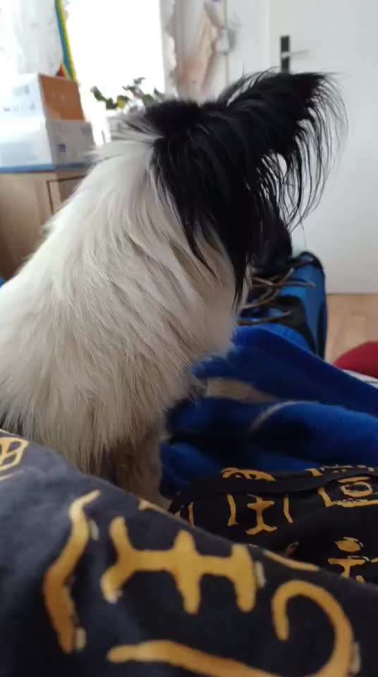 Wo sind die Papillon Besitzer?-Beitrag-Bild