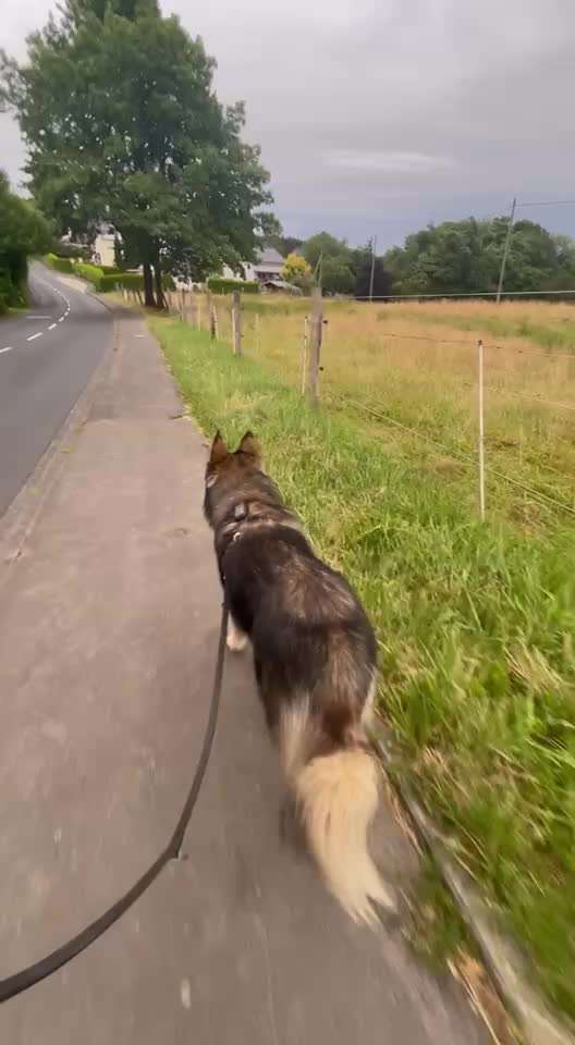 Plötzliches Angstverhalten auf Stammweg-Beitrag-Bild
