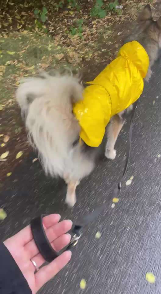 Plötzliches Angstverhalten auf Stammweg-Beitrag-Bild