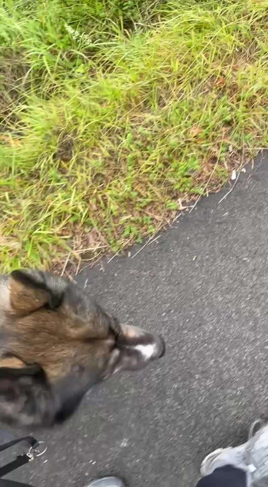 Plötzliches Angstverhalten auf Stammweg-Beitrag-Bild