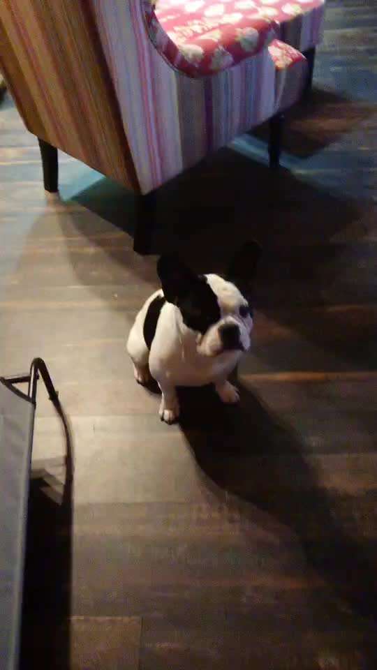 Impulskontrolle-Challenge Nr. 2: Vorbei laufen-Beitrag-Bild