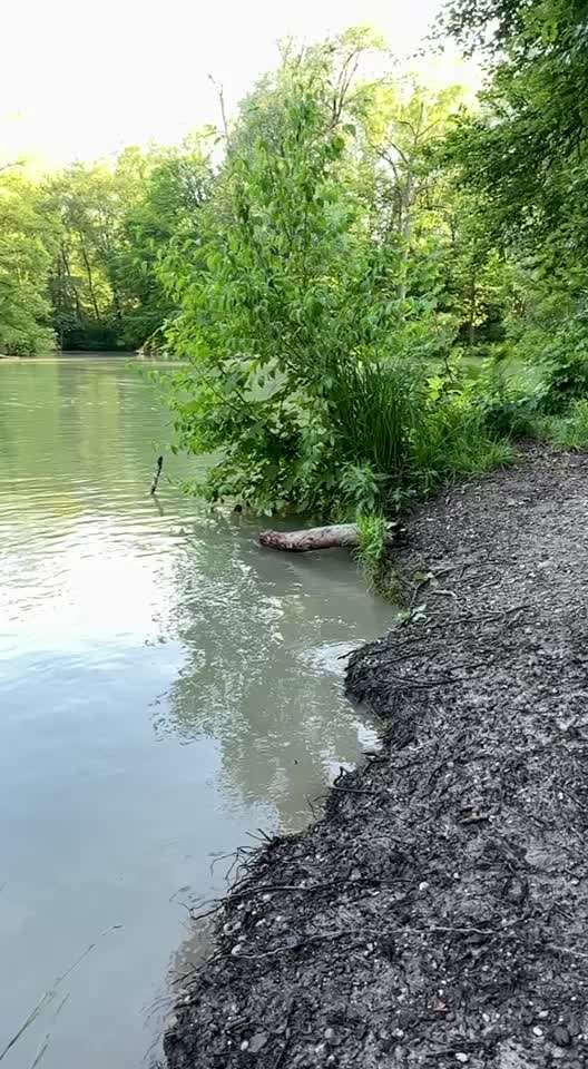 Sicheres Schwimmen mit Hund - Eure Erfahrungen und Tipps-Beitrag-Bild