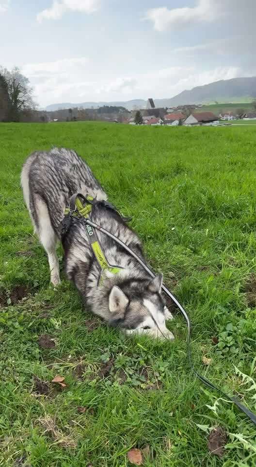 Welche besondere Angewohnheiten haben eure Hunde?-Beitrag-Bild