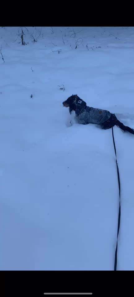 Zeigt die schönsten Schneebilder von eurer Fellnase ❄️-Beitrag-Bild