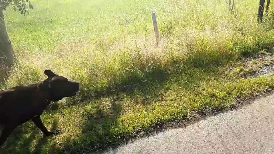 Radfahren mit Hund-Beitrag-Bild
