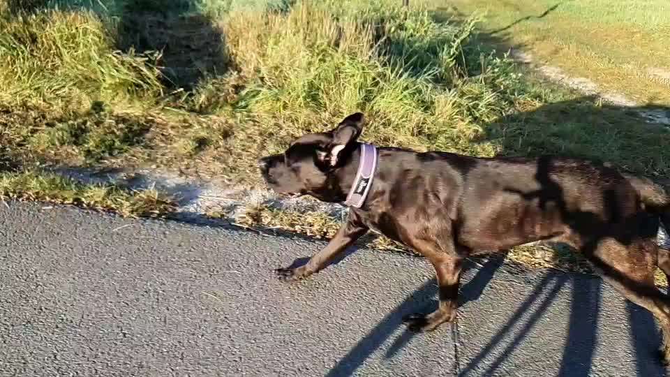 Radfahren mit Hund-Beitrag-Bild