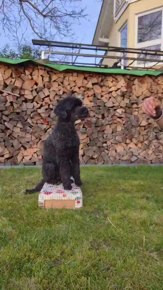 aktuelles Foto Gruppe Trickkiste