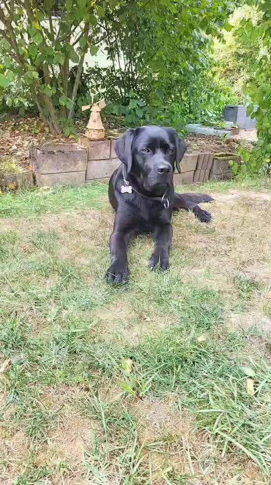 59. Impulskontrollchallenge " Qual der Wahl"-Beitrag-Bild