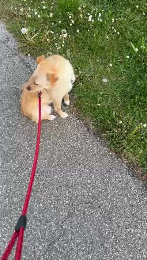 TierschutzhundeStammtisch🐕-Beitrag-Bild