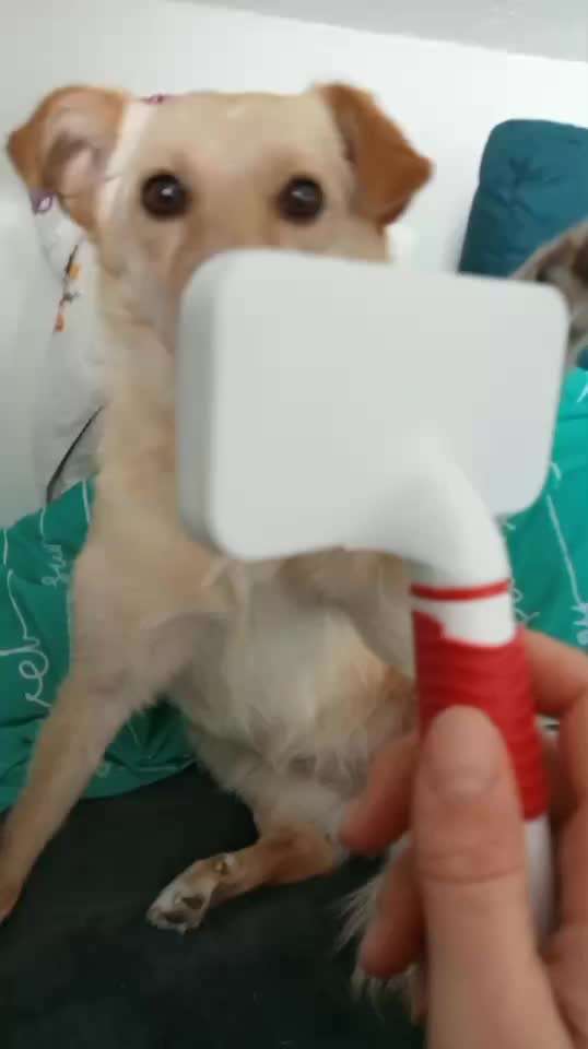 TierschutzhundeStammtisch🐕-Beitrag-Bild