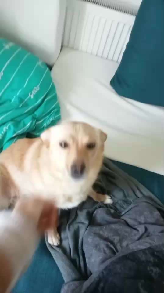 TierschutzhundeStammtisch🐕-Beitrag-Bild