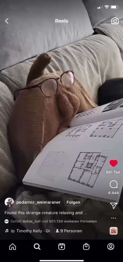 Hunde Memes-Beitrag-Bild