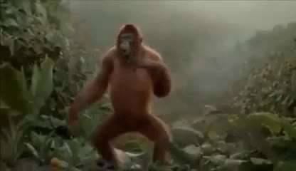 Hunde Memes-Beitrag-Bild