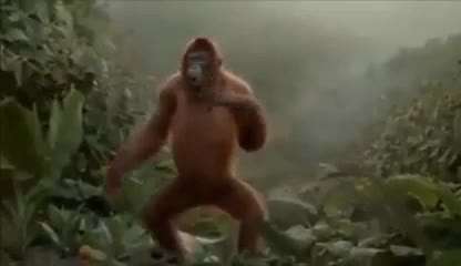 Hunde Memes-Beitrag-Bild