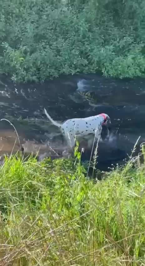 Video Challenge Nr.6
Auf den Spuren der Freiheit🐾🐾-Beitrag-Bild