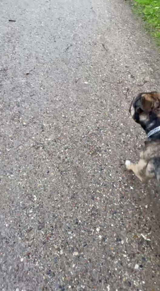 Freilauf?-Beitrag-Bild