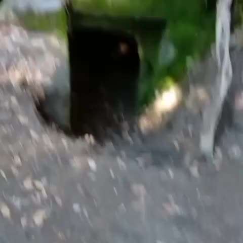 Zeigt hier Euer liebstes Video Eurer Hunde-Beitrag-Bild