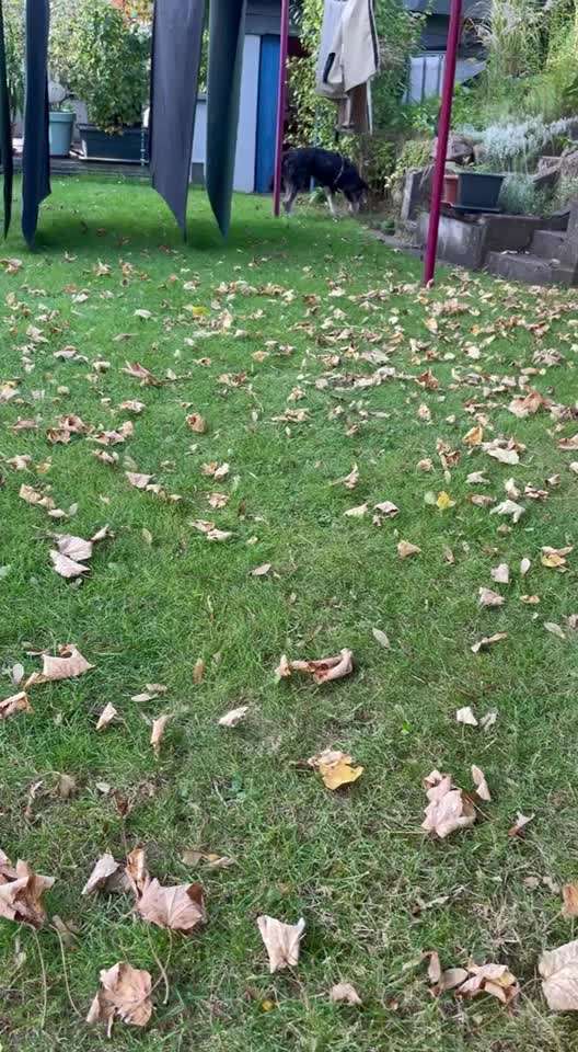 TierschutzhundeStammtisch🐕-Beitrag-Bild