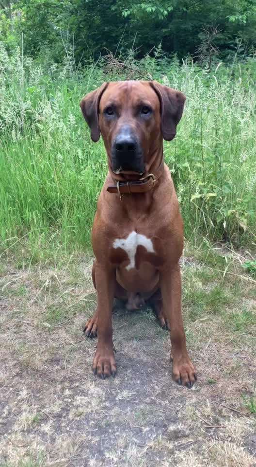 Impulskontrolle-Challenge Nr. 12: 
Begrüßungen-Beitrag-Bild