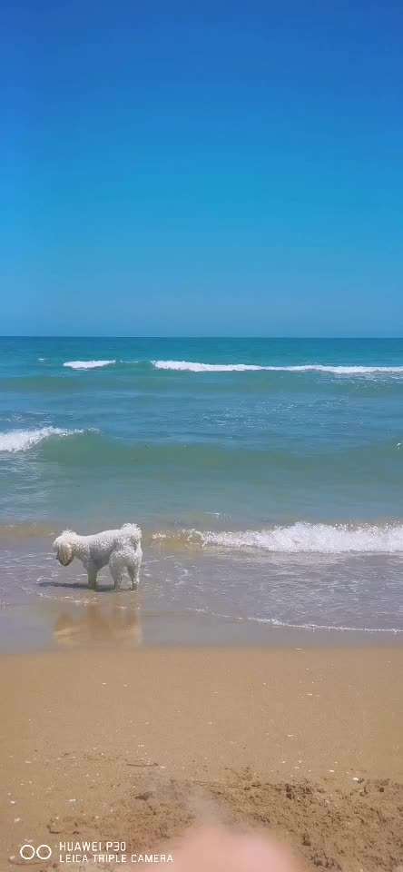 Alles rund um den Pudel-Beitrag-Bild