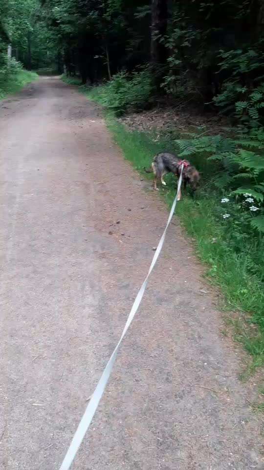 Auslandstierschutz-Beitrag-Bild