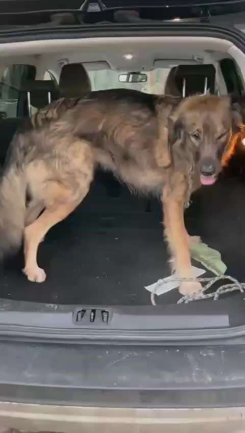 „Werwolfsyndrom“ bei Hunden – Was ist mit unseren Kauknochen los? 🐺🦴-Beitrag-Bild