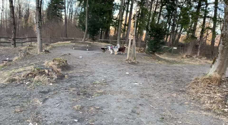 Hundeauslaufgebiet-Hundewiese Neualm-Bild