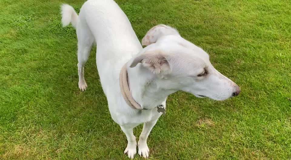 Windhunde - Treffen der besonderen Schönheiten
HERZLICH WILLKOMMEN-Beitrag-Bild