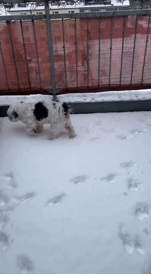 Schnee Foto-Beitrag-Bild