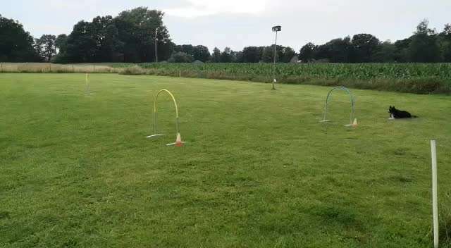 Hoopers Agility-Beitrag-Bild