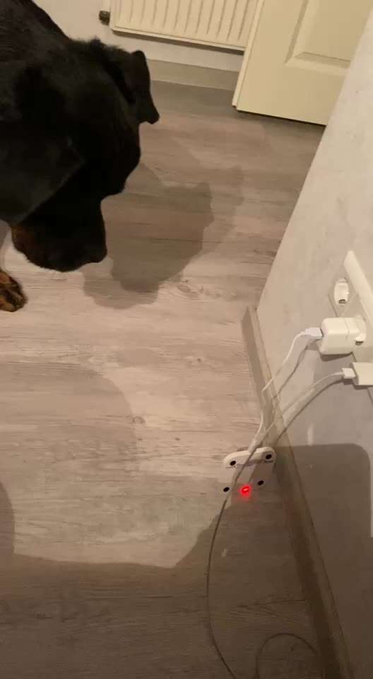 TierschutzhundeStammtisch🐕-Beitrag-Bild