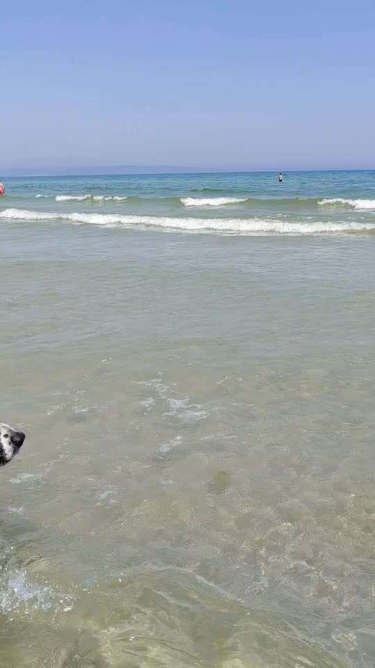 Landseer-Beitrag-Bild