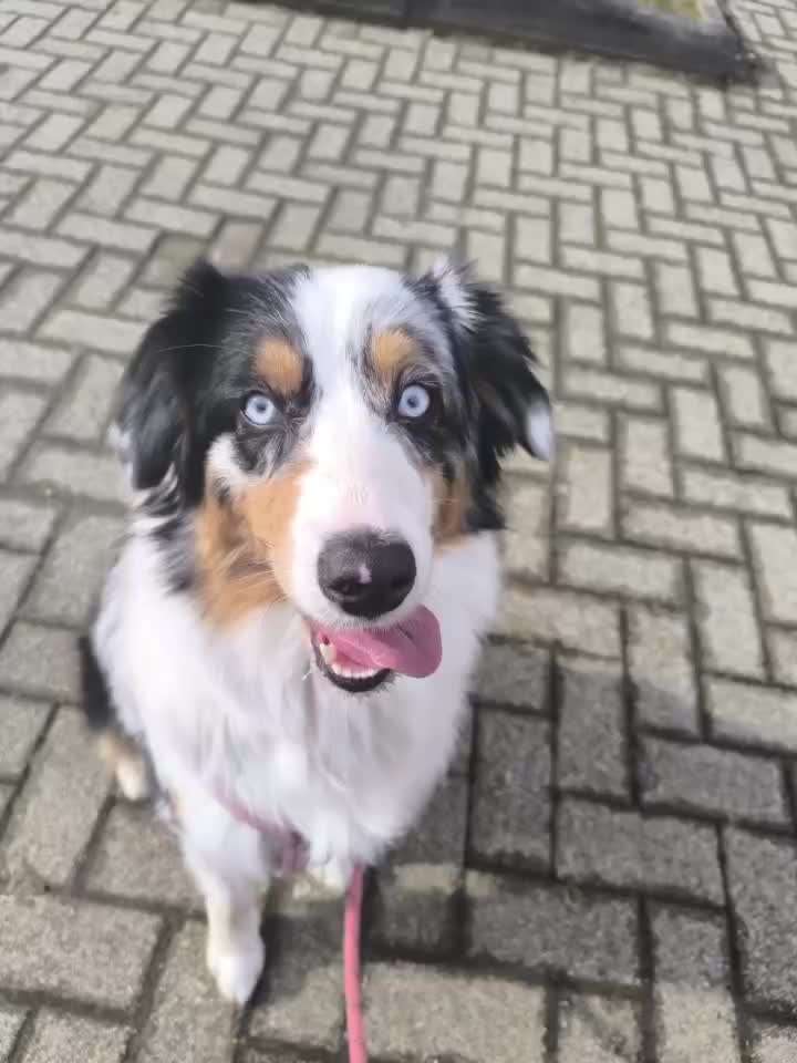aktuelles Foto Gruppe Australian Shepherd