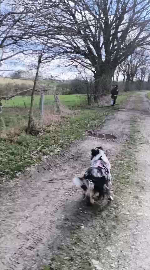 aktuelles Foto Gruppe Australian Shepherd