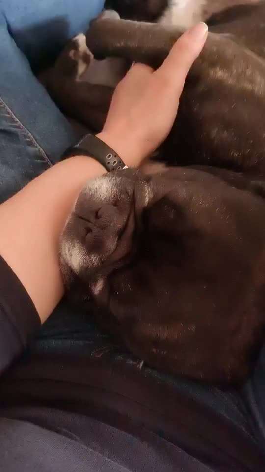 Französische Bulldoggen-Beitrag-Bild