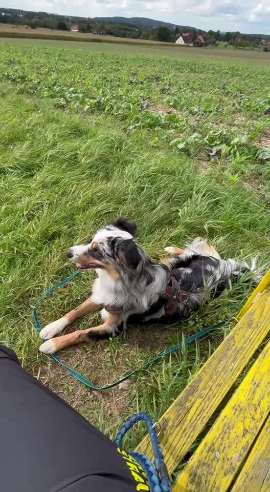 Hibbeliger Hund-Beitrag-Bild