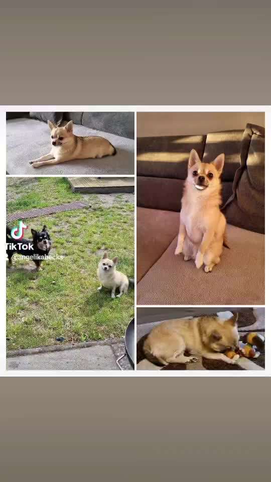 Dogorama Photo Challenge - Hunde in Action-Beitrag-Bild