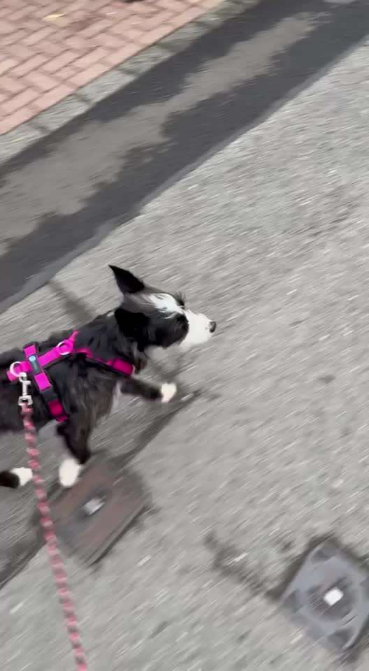 Wie sitzt mein Geschirr?-Beitrag-Bild