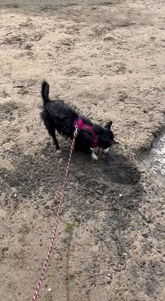 Welche Rassen stecken wohl in meinem Hund?-Beitrag-Bild