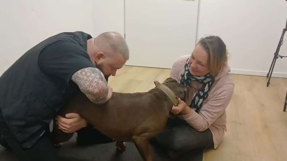 🦴 Knochenknacken beim Hund – Wunderheilung oder Tierquälerei?-Beitrag-Bild