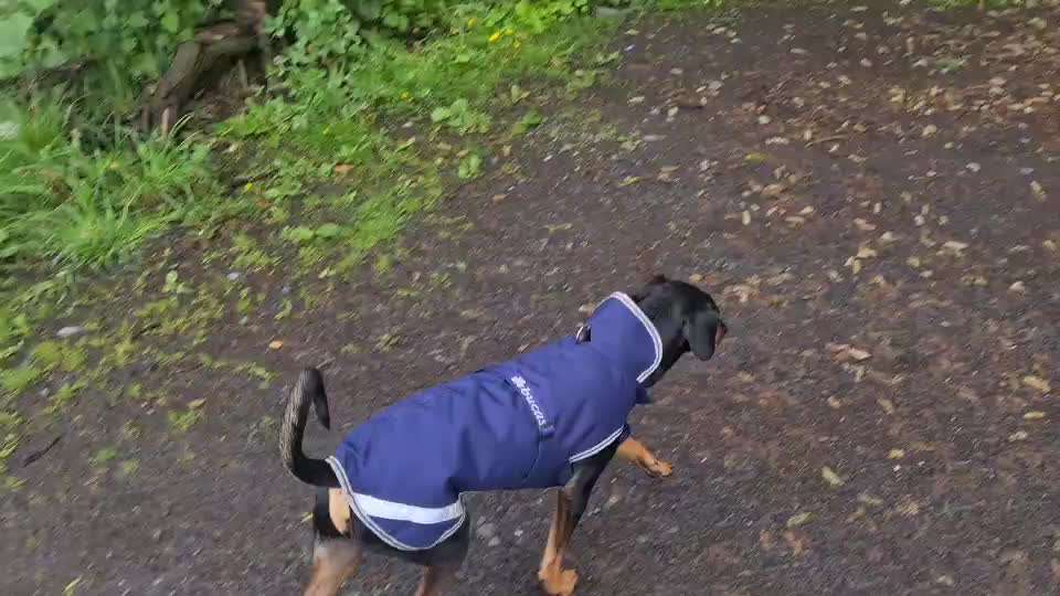 Liebhaber des Deutschen Pinscher gesucht.-Beitrag-Bild