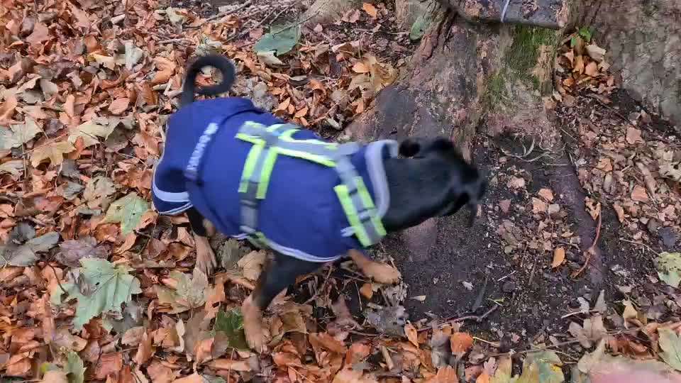 Liebhaber des Deutschen Pinscher gesucht.-Beitrag-Bild