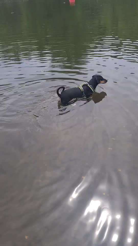 Liebhaber des Deutschen Pinscher gesucht.-Beitrag-Bild