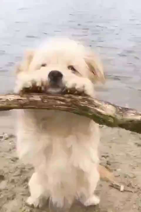 Hunde Memes-Beitrag-Bild