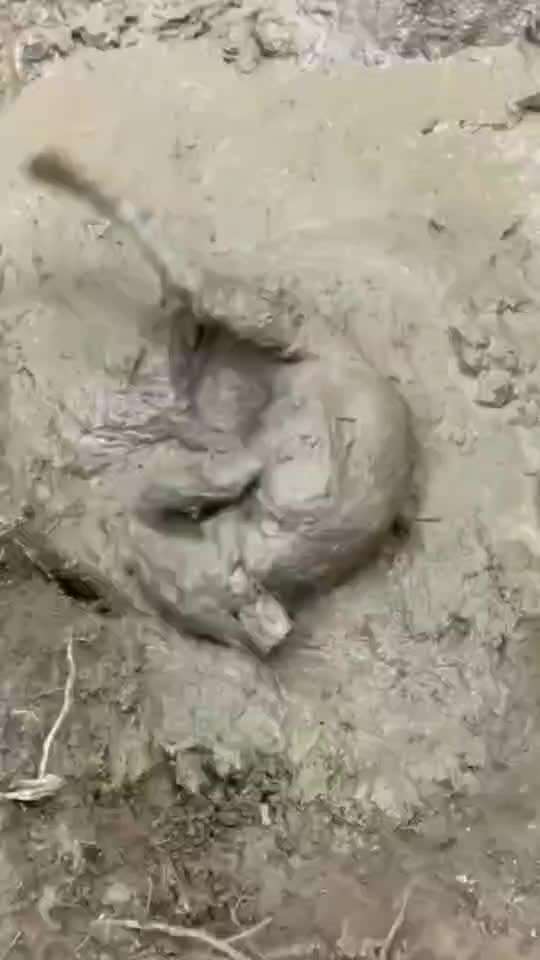 Hunde Memes-Beitrag-Bild